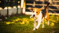 Happy beagle dog in backyard runs and hops jocularly with the toy towards camera