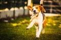 Happy beagle dog in backyard runs and hops jocularly with the toy towards camera