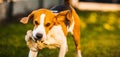 Happy beagle dog in backyard runs and hops jocularly with the toy towards camera