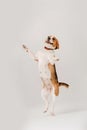 Happy beagle dog dancing on white background