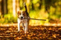 Happy beagle dog fetching a stick in autumn forest. Portrait with shallow background