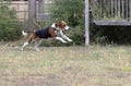 A happy beagle dog with fluttering ears runs through the autumn green grass. Active beagle enjoying a summer walk. A dog on a