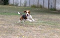 A happy beagle dog with fluttering ears runs through the autumn green grass. Active beagle enjoying a summer walk. A dog on a