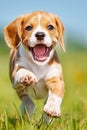 Happy beagle dog joyfully running in lush green grass field, enjoying freedom and playtime outdoors Royalty Free Stock Photo