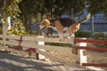 Happy beagle dog jumping over fence in the city