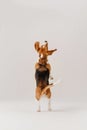 Happy beagle dog jumps up on white background, rear view