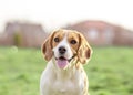 Happy Beagle dog outdoor