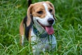 A happy beagle dog panting with long tongue sticking out in the grass Royalty Free Stock Photo