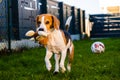 Happy Beagle dog playing fetch with owner on sunny evening in back garden. Royalty Free Stock Photo