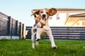 Happy Beagle dog playing fetch with owner on sunny evening in back garden. Royalty Free Stock Photo