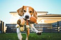 Happy Beagle dog playing fetch with owner on sunny evening in back garden. Royalty Free Stock Photo