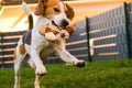 Happy Beagle dog playing fetch with owner on sunny evening in back garden. Royalty Free Stock Photo