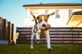 Happy Beagle dog playing fetch with owner on sunny evening in back garden. Royalty Free Stock Photo