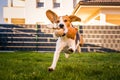 Happy Beagle dog playing fetch with owner on sunny evening in back garden. Royalty Free Stock Photo