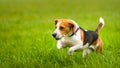 Happy Beagle dog running in autumn in green grass at rural field Royalty Free Stock Photo