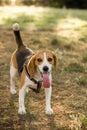 Happy beagle with a long tongue Royalty Free Stock Photo