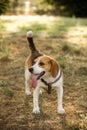 Happy beagle with a long tongue