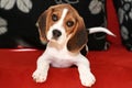 Happy beagle puppy Royalty Free Stock Photo