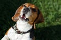 Happy beagle puppy looking up with open mouth Royalty Free Stock Photo