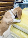 happy beagle puppy in the pet shop near the food Royalty Free Stock Photo