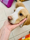 happy cute beagle puppy in the pet shop Royalty Free Stock Photo