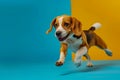Happy Beagle Puppy Running Joyfully on a Blue and Yellow Background in Studio Setting Royalty Free Stock Photo