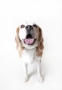 Happy Beagle waiting for treat. Royalty Free Stock Photo