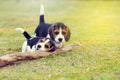Happy Beagles Royalty Free Stock Photo