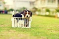 Happy Beagles Royalty Free Stock Photo