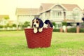 Happy Beagles Royalty Free Stock Photo