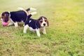 Happy Beagles Royalty Free Stock Photo