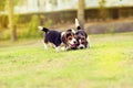 Happy Beagles Royalty Free Stock Photo
