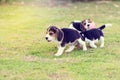Happy Beagles Royalty Free Stock Photo