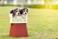 Happy Beagles Royalty Free Stock Photo