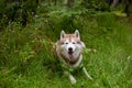 Happy and beautiful beige and white dog breed siberian husky lying in the green grass in fall Royalty Free Stock Photo