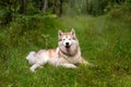 Happy and beautiful beige and white dog breed siberian husky lying in the green grass in fall Royalty Free Stock Photo