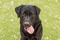 Happy beautiful black labrador with his tongue hanging out over Royalty Free Stock Photo