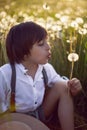 Happy a beautiful boy child sit on a field with white dandelions at sunset in summer. Royalty Free Stock Photo