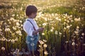 Happy a beautiful boy child in stands on a field with white dandelions at sunset in summer. Royalty Free Stock Photo