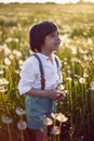 Happy a beautiful boy child in stands on a field with white dandelions at sunset in summer. Royalty Free Stock Photo