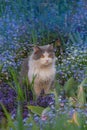 Happy beautiful cat stands in the garden among  flowers. Cheerful cat between flowers in spring Royalty Free Stock Photo