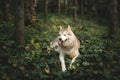 happy and beautiful dog breed siberian husky lying on the hill the green forest in spring Royalty Free Stock Photo