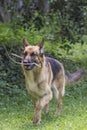 A happy dog coming from the plants