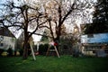 Happy beautiful kid boy having fun on swing in domestic garden. Cute healthy child swinging under blooming trees on Royalty Free Stock Photo