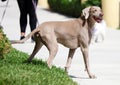 Happy beautiful old female Weimaraner dog, loving big dog playing in south Florida