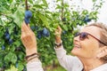 Happy beautiful senior mature woman touching plum fruits on the tree. Autumn harvest concept. Healthy organic food Royalty Free Stock Photo