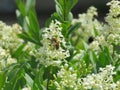 A happy bee nibbles at white flowers in the summer