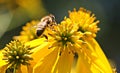A happy bee sits atop a yellow flower in the beautiful sunshine