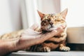 Happy Bengal cat loves being stroked by man`s hand Royalty Free Stock Photo