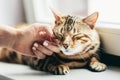 Happy Bengal cat loves being stroked by woman`s hand Royalty Free Stock Photo